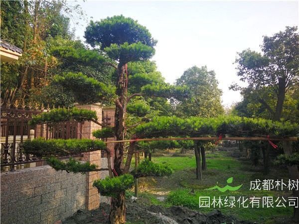 罗汉松怎么样？